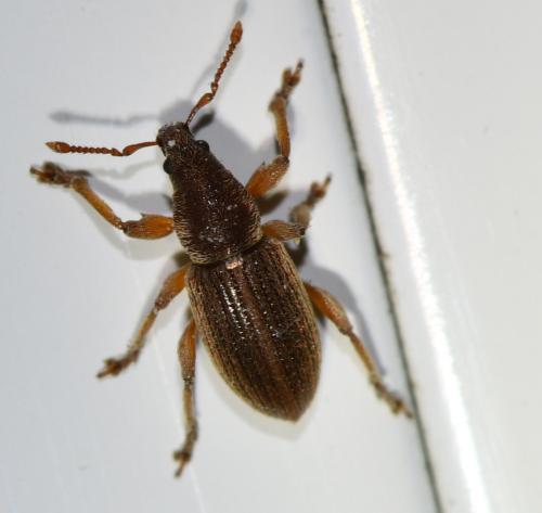 Réf. 339 577 : Polydrusus marginatus